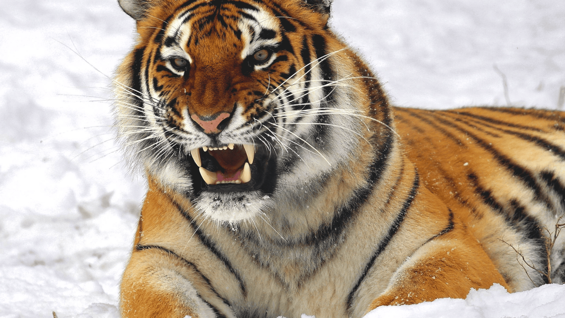 Ussuri_Tiger_Siberian_Tiger