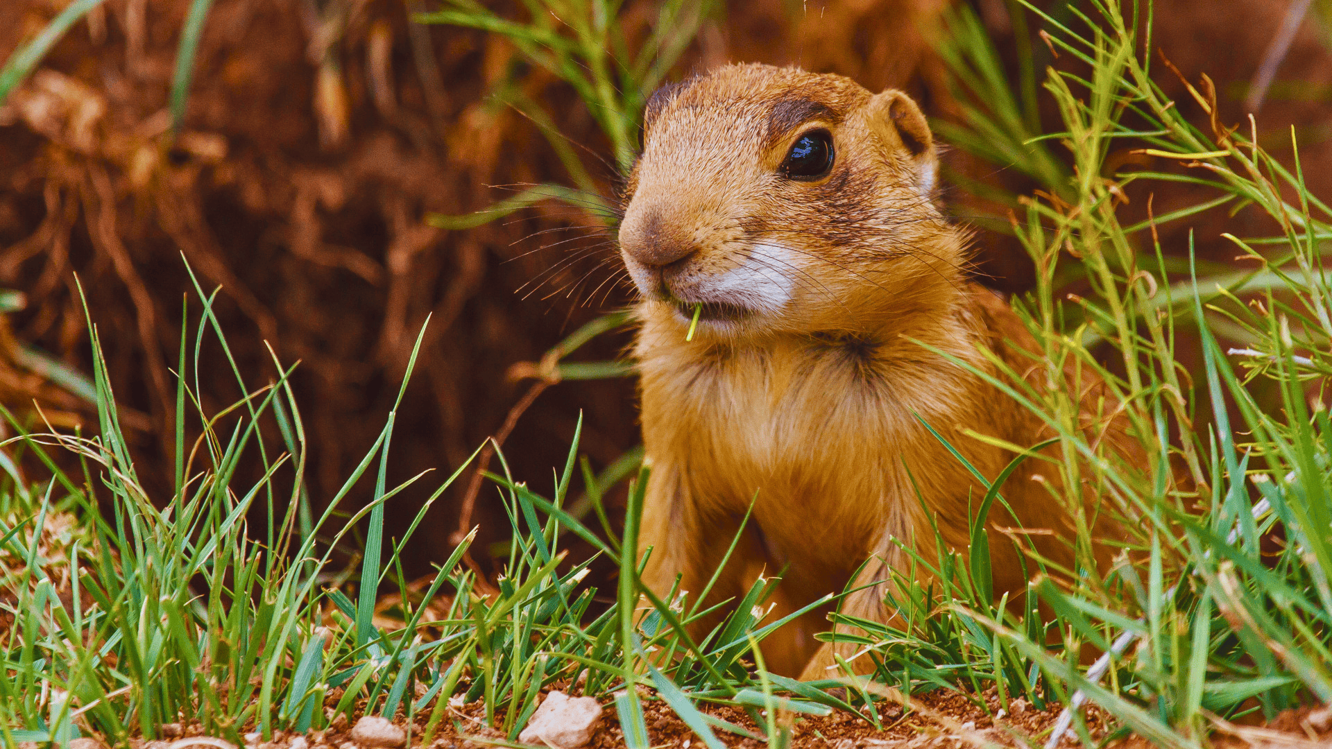 Utah_Prairie_Dog