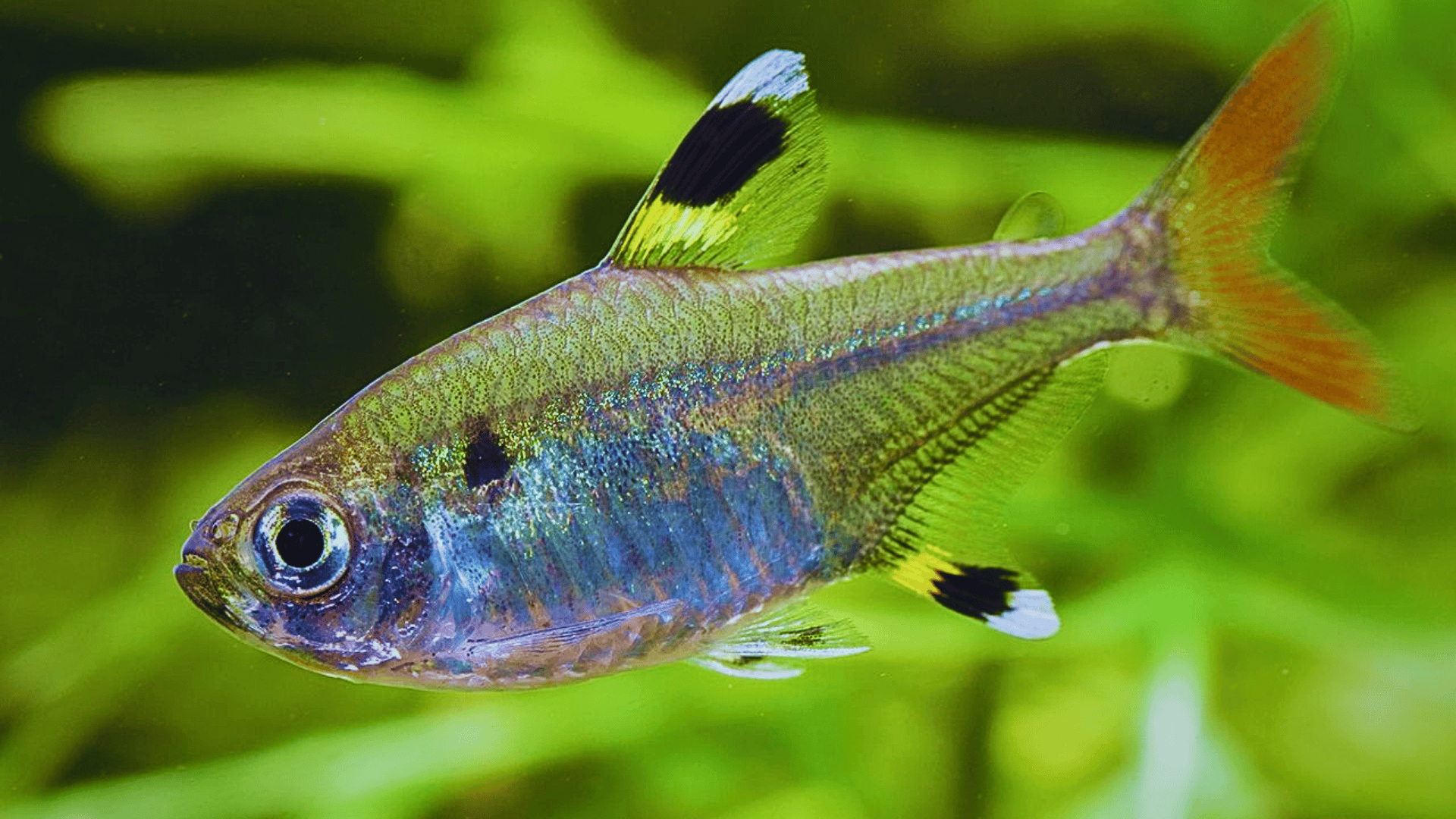 X-Ray_Tetra_Pristella_Maxillaris