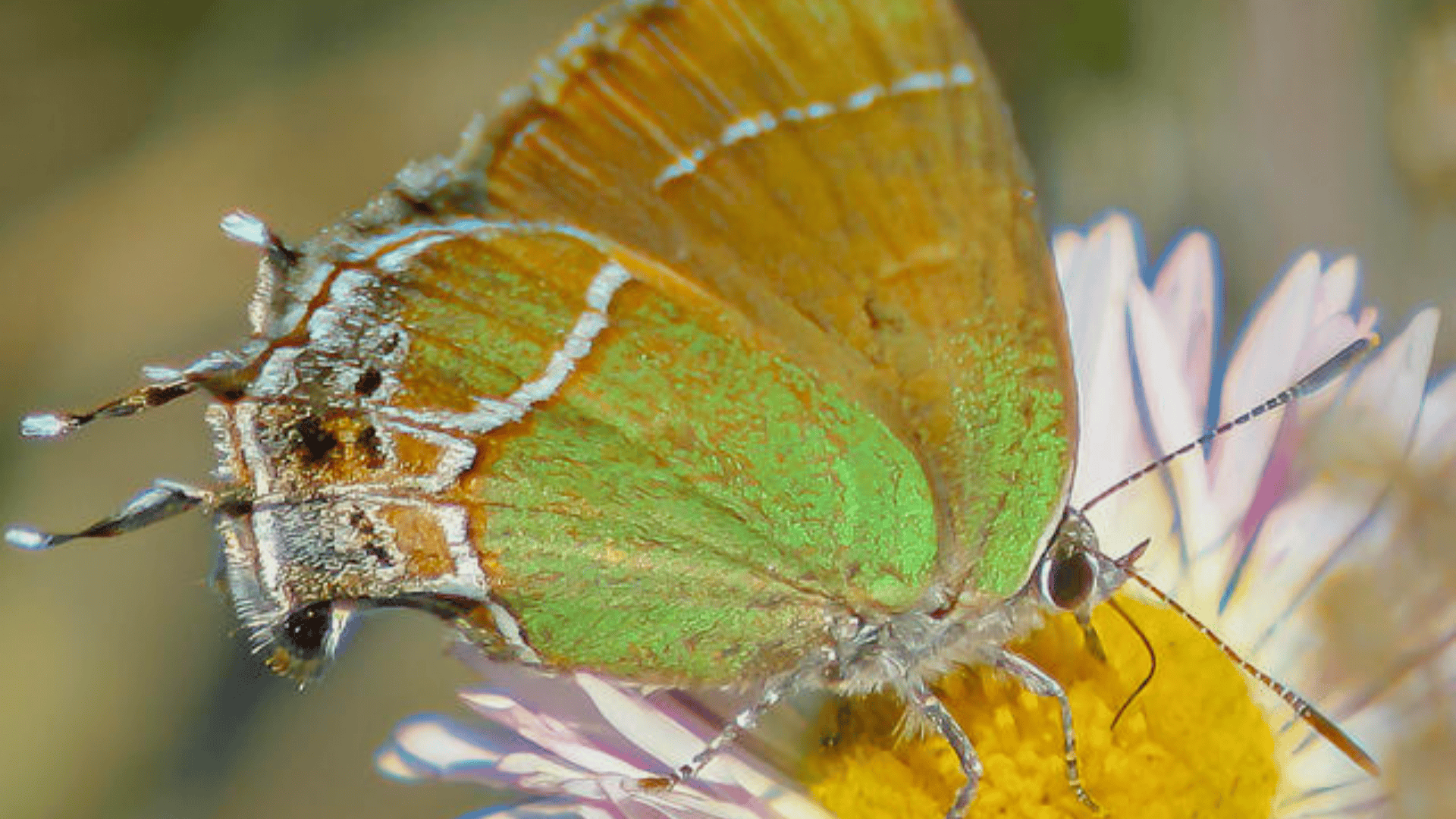 Xami_Hairstreak_Strymon_Xami