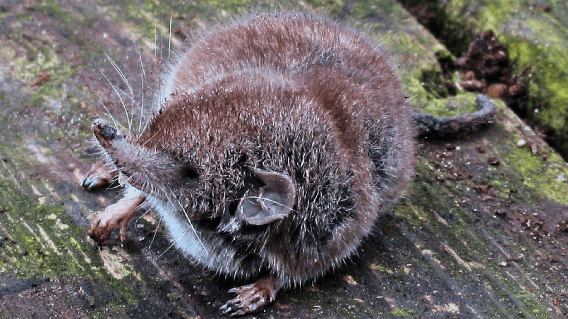 Xanthippes_Shrew_Crocidura_Xanthippe