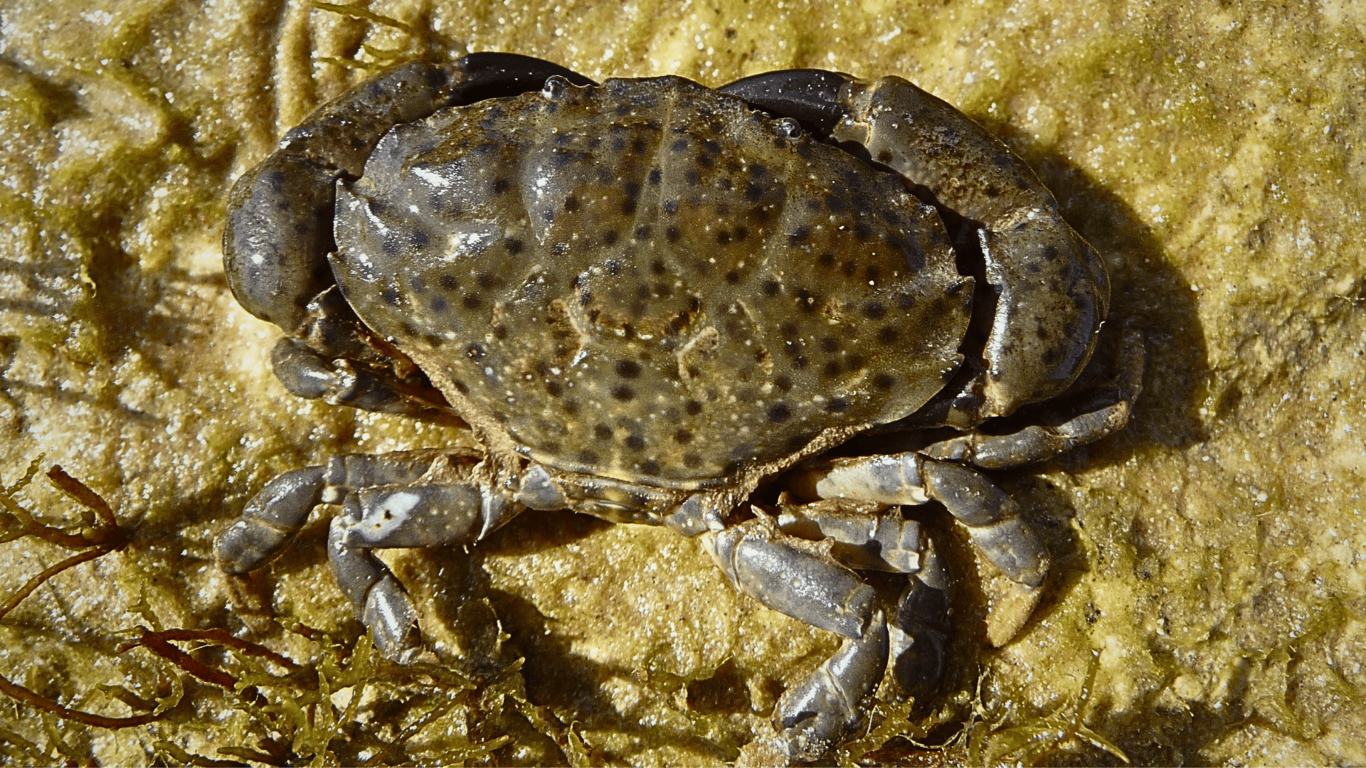 Xantho_Poressa_Mediterranean_Crab