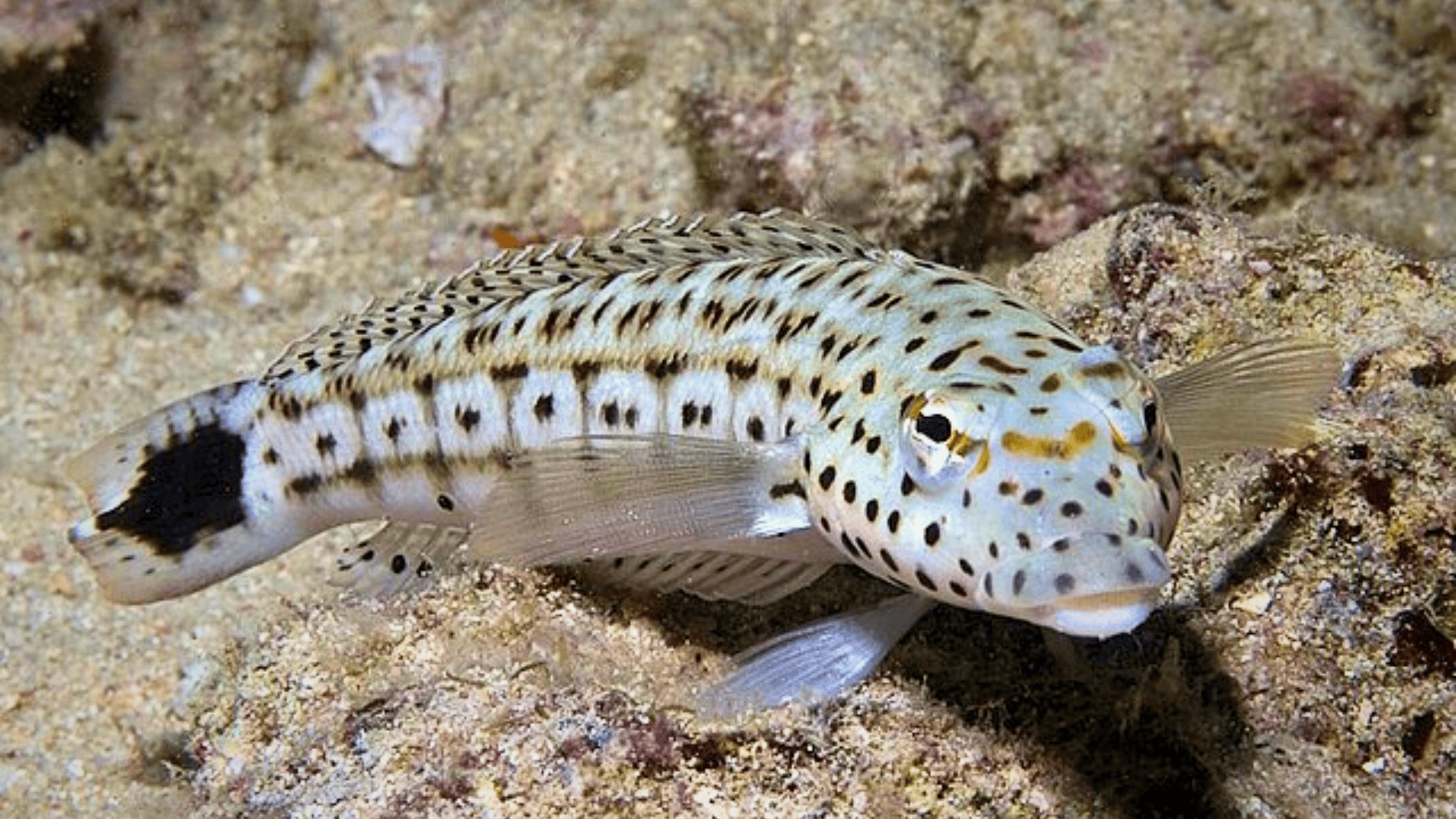 Xanthogramma_Sandperch