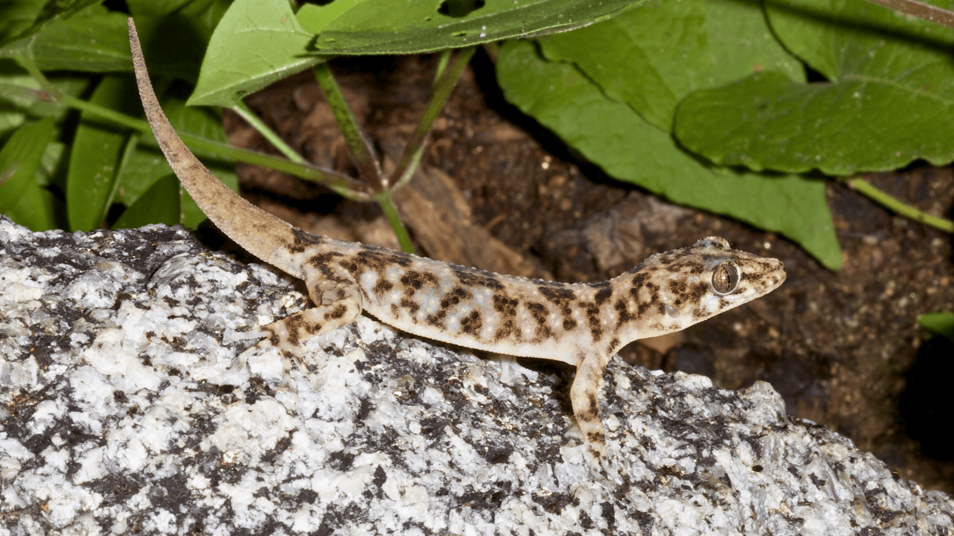 Xantus_Leaf-Toed_Gecko_Phyllodactylus_Xanti