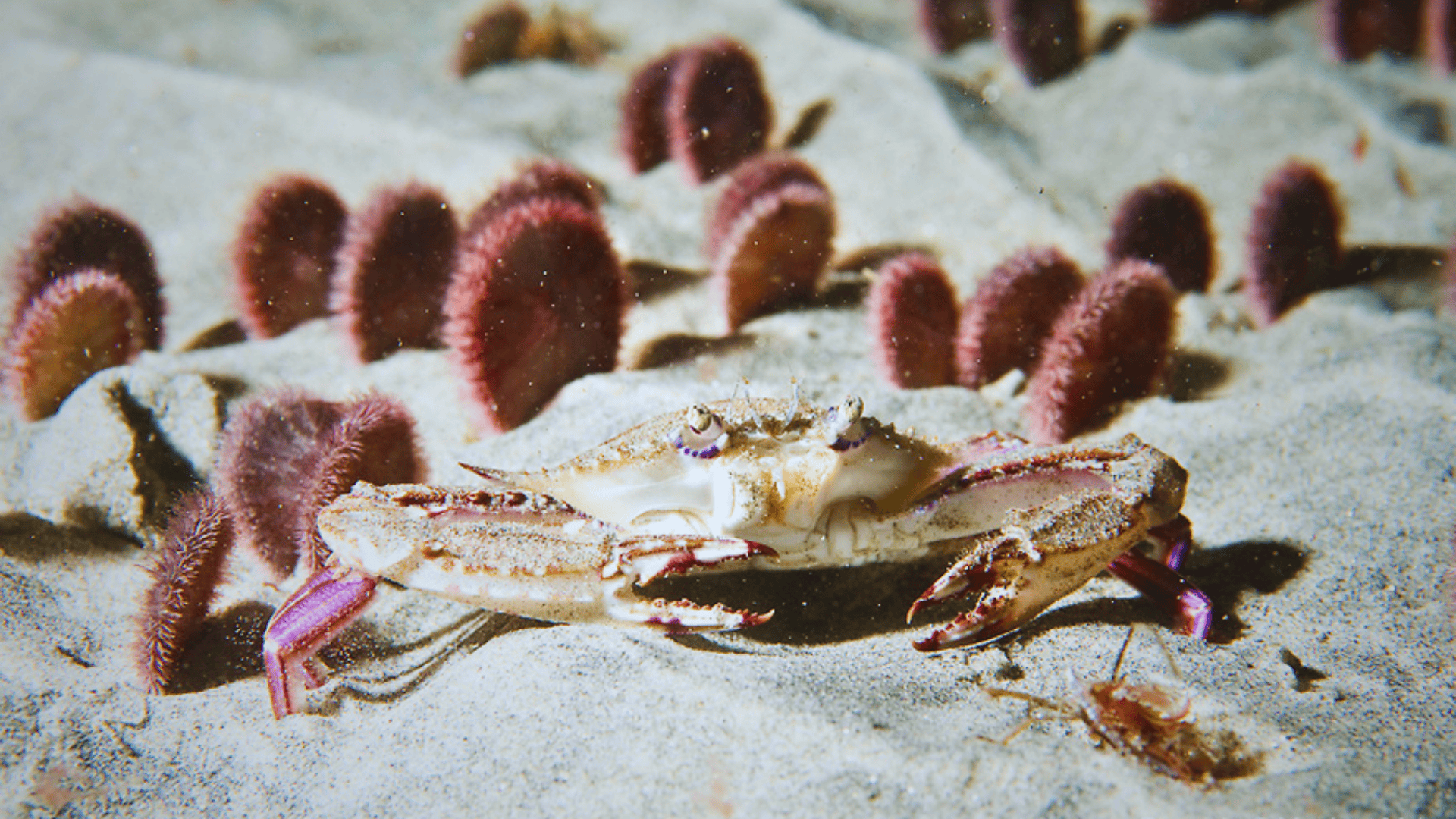 Xantus_Swimming_Crab_Portunus_Xantii