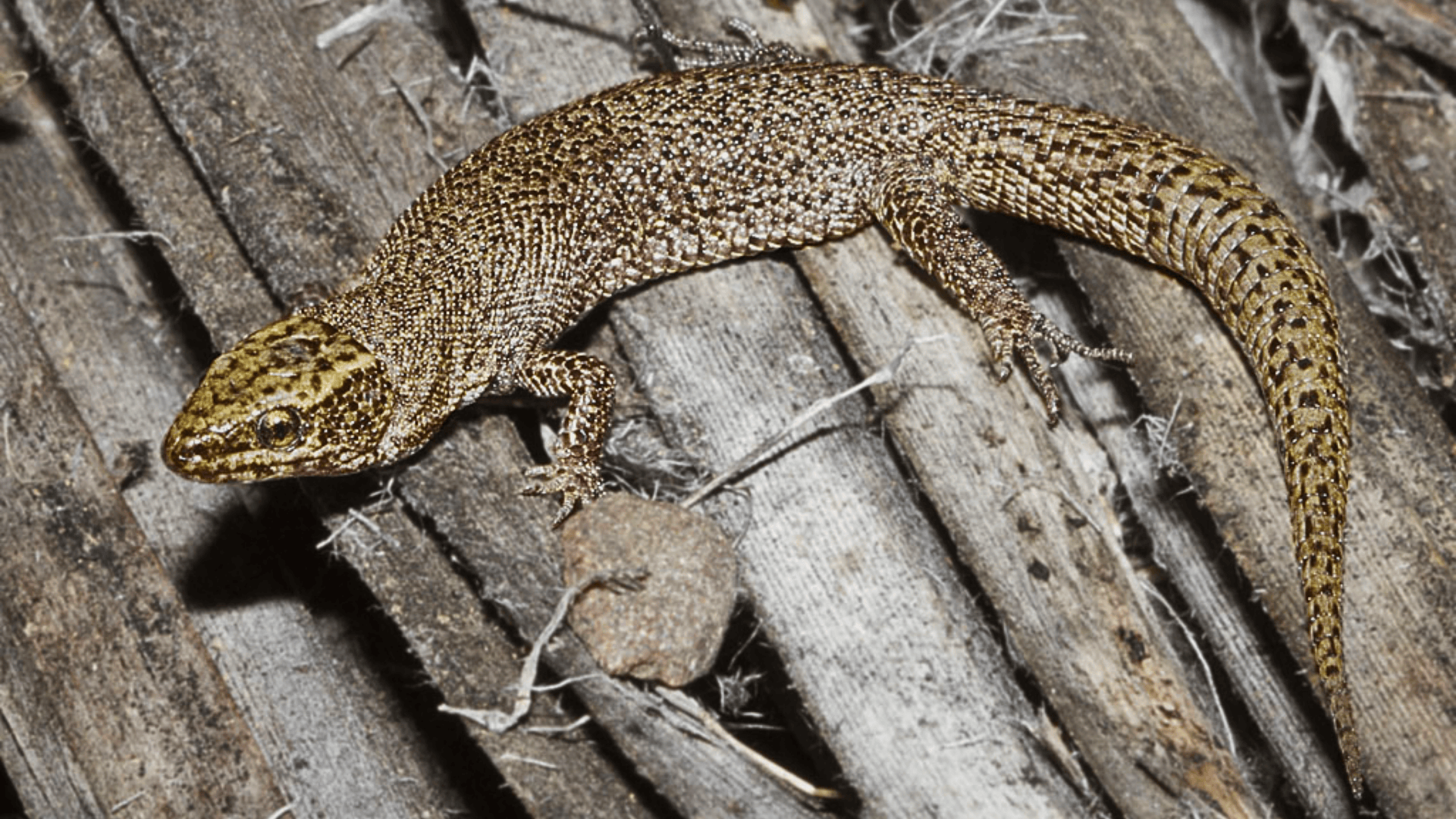 Xantusiidae_Night_Lizards