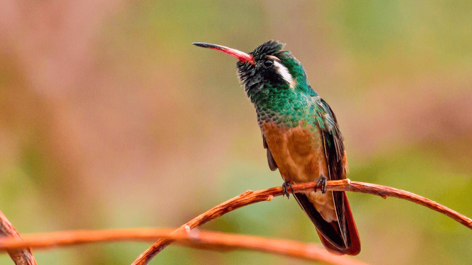 Xantuss_Hummingbird_Basilinna_Xantusii