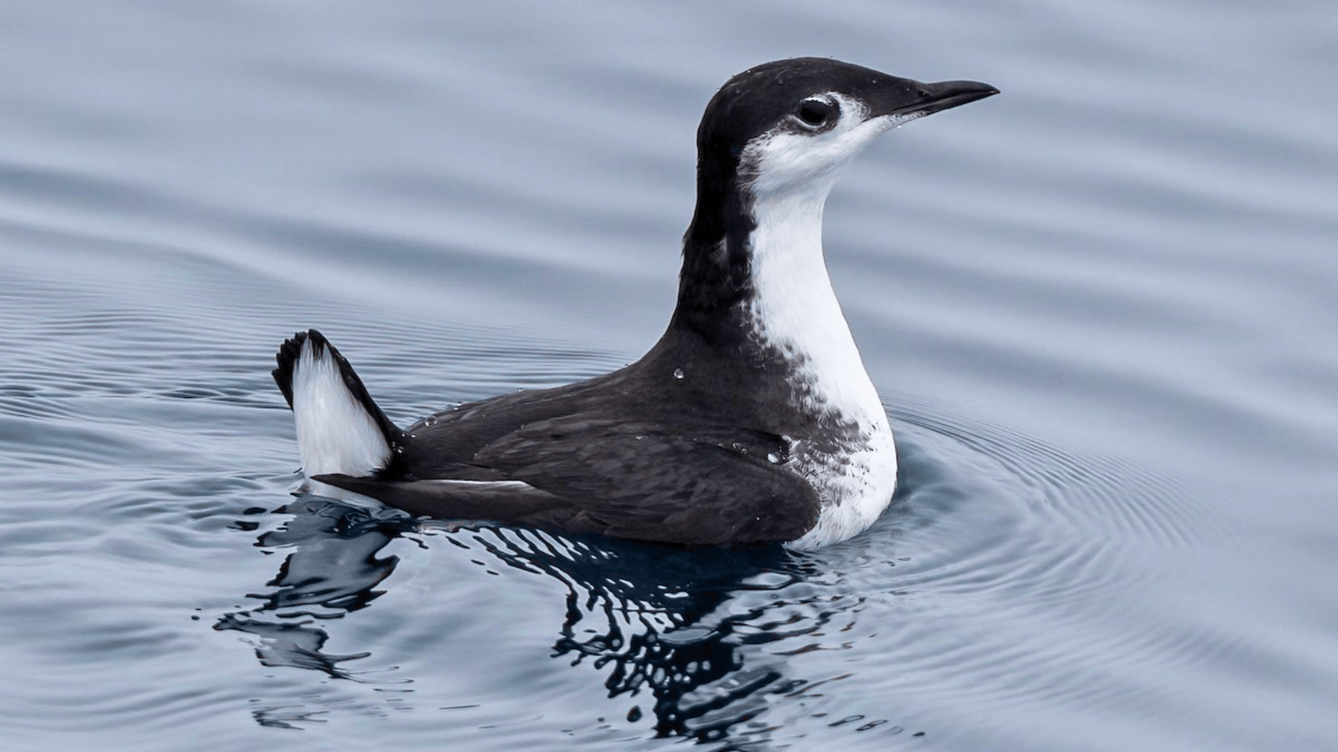 Xantuss_Murrelet_Synthliboramphus_Hypoleucus