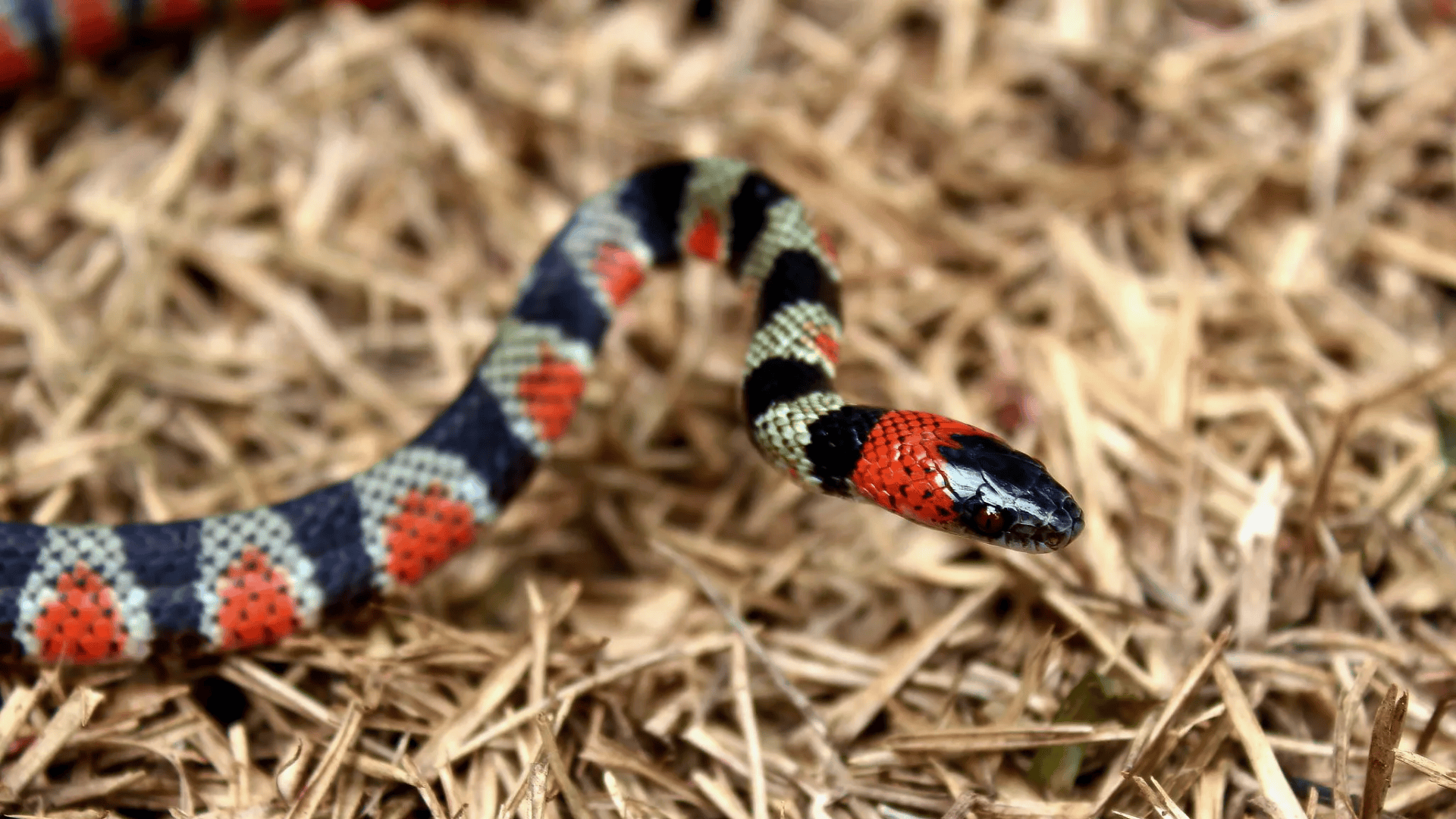 Xenodon_spp_False_Coral_Snakes