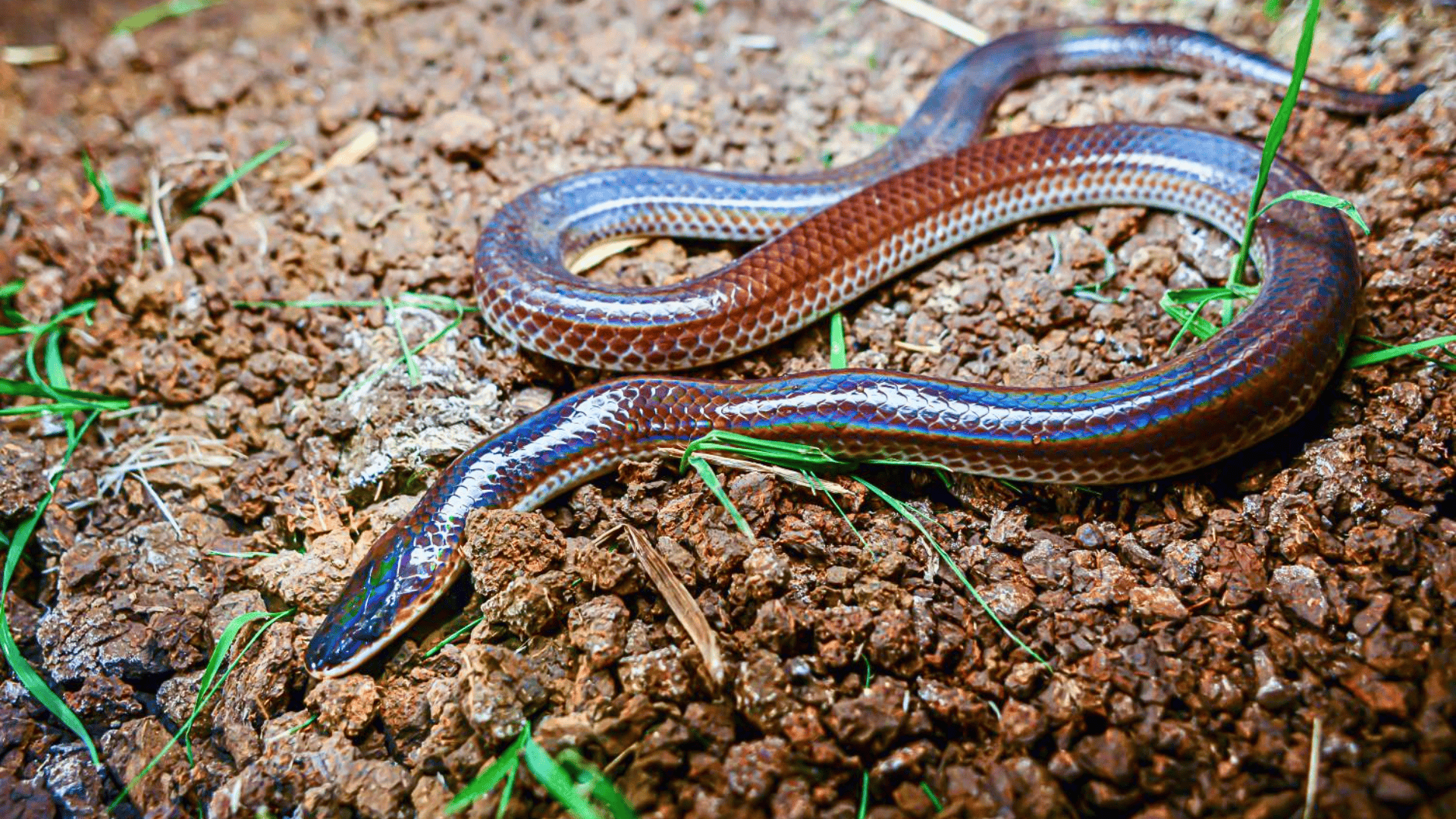 Xenopeltis_Unicolor_Sunbeam_Snake