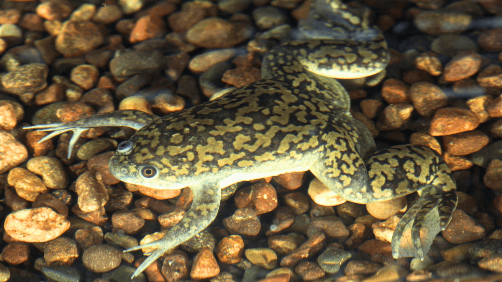 Xenopus_Laevis_African_Clawed_Frog