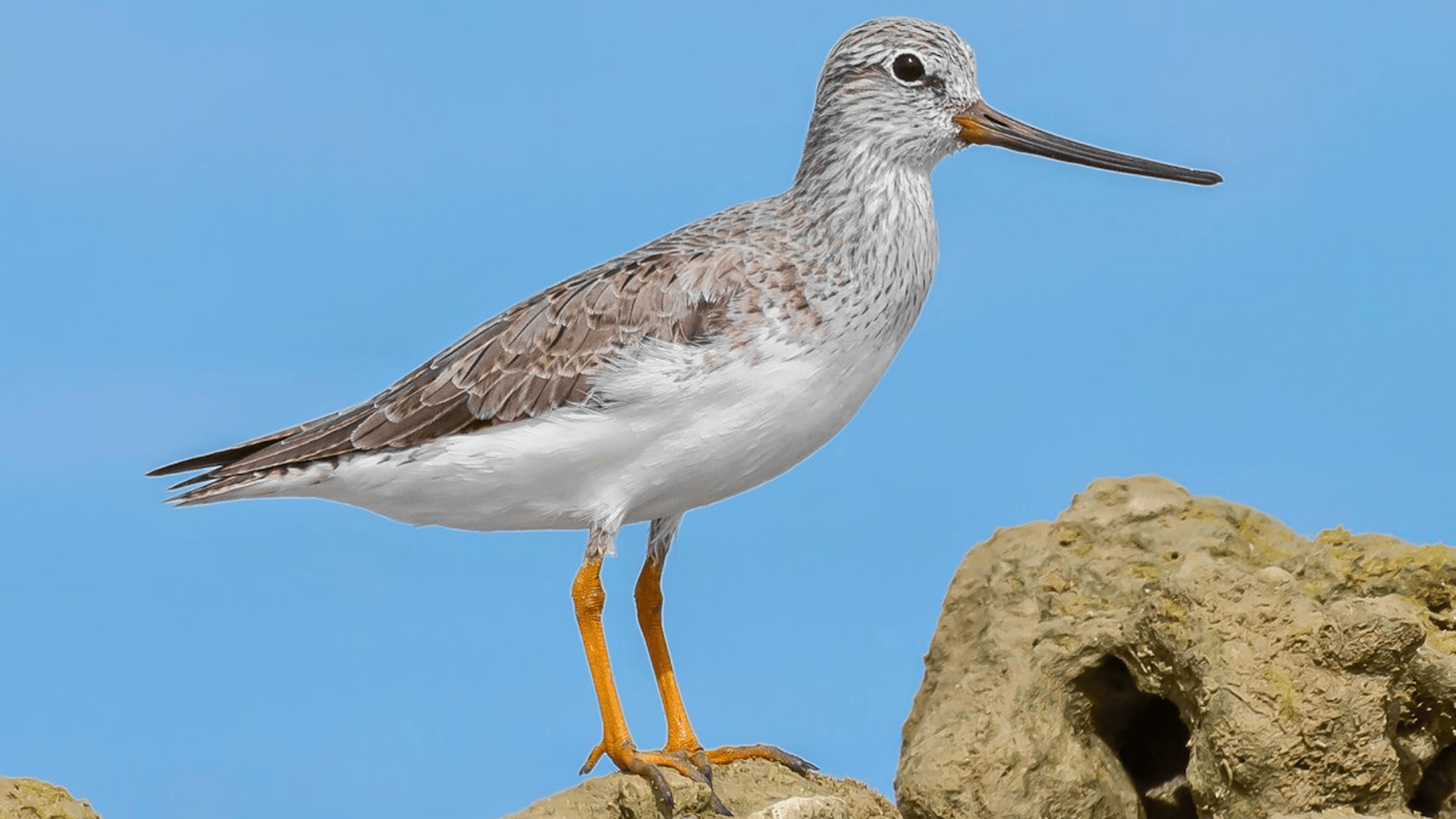 Xenus_Cinereus_Terek_Sandpiper