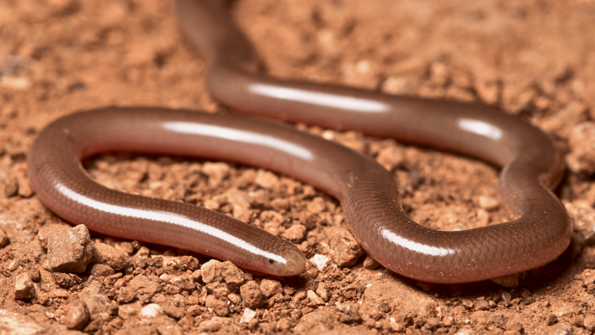 Xerotyphlops_Vermicularis_Desert_Blind_Snake