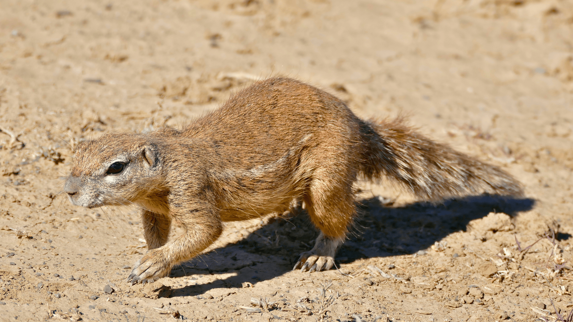 Xerus_Inauris_South_African_Ground_Squirrel