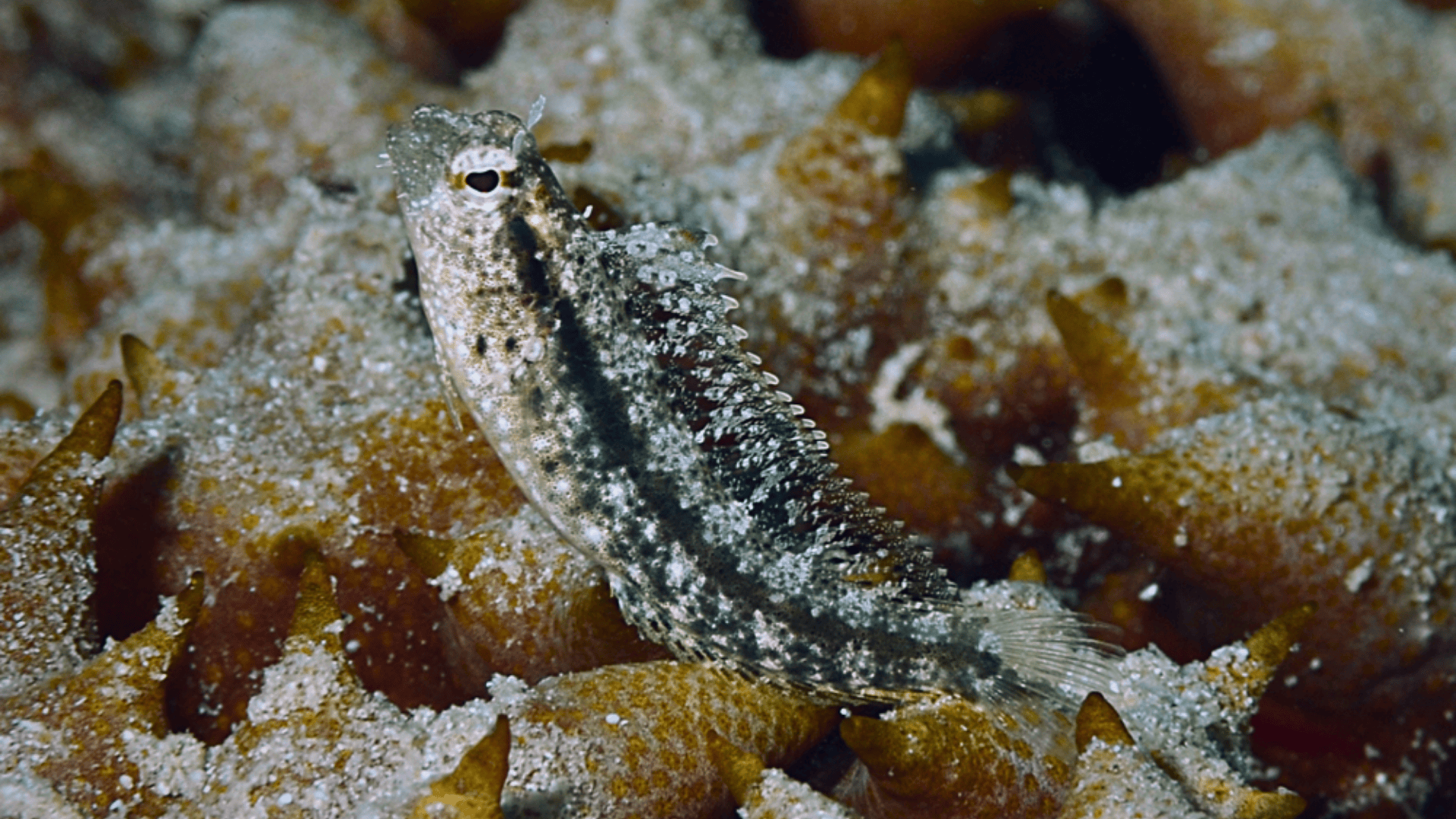 Xestus_Sabretooth_Blenny_Petroscirtes_Xestus