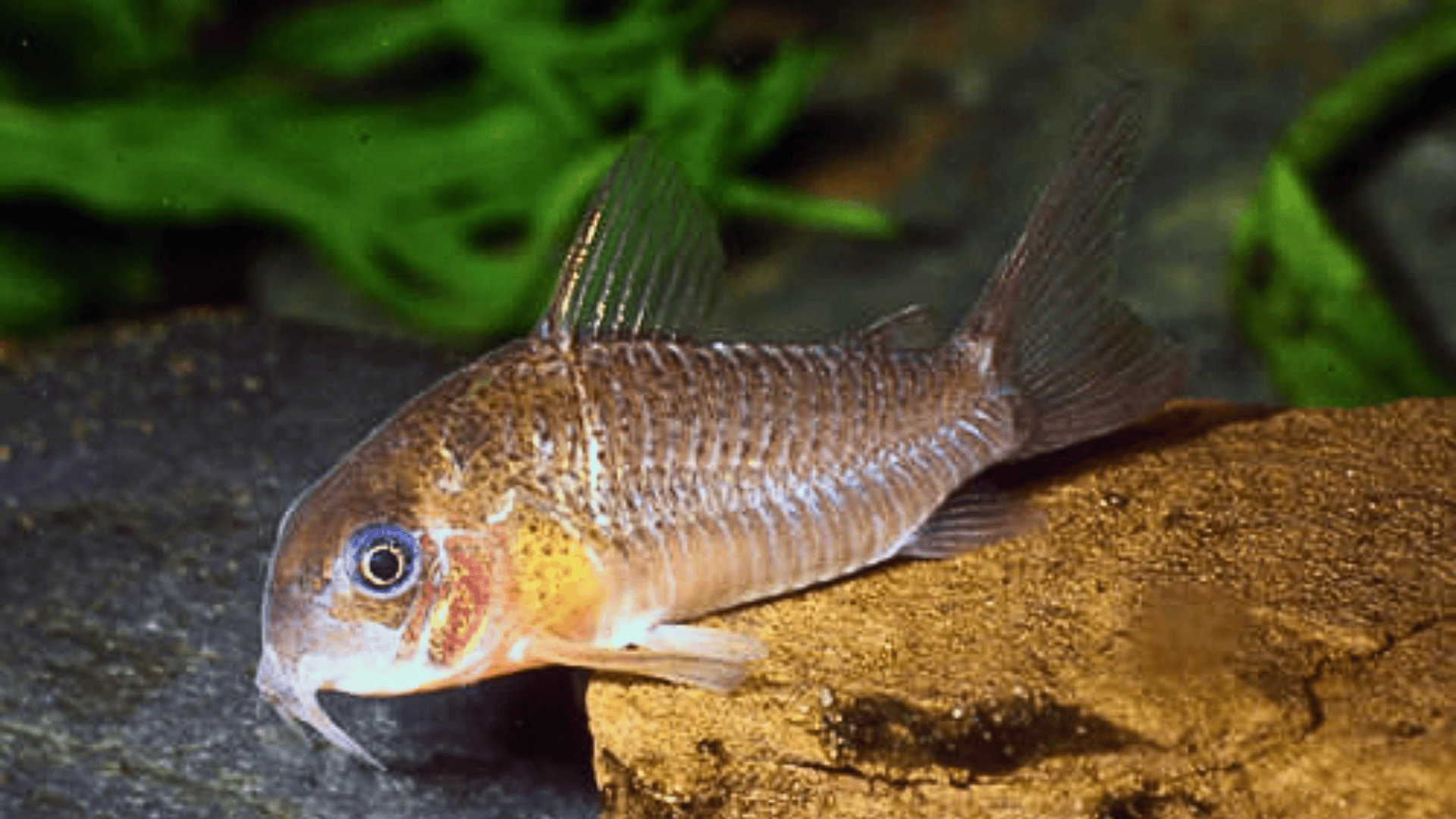 Xingu_Corydoras_Corydoras_Xinguensis