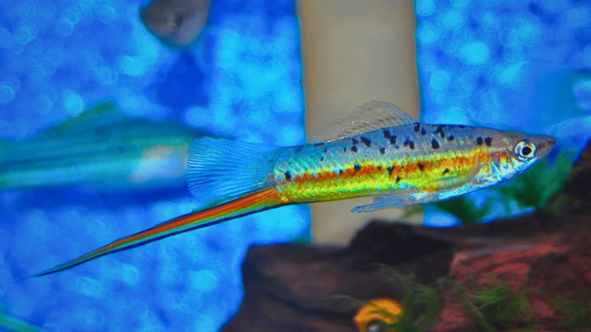 Xiphophorus_Hellerii_Green_Swordtail