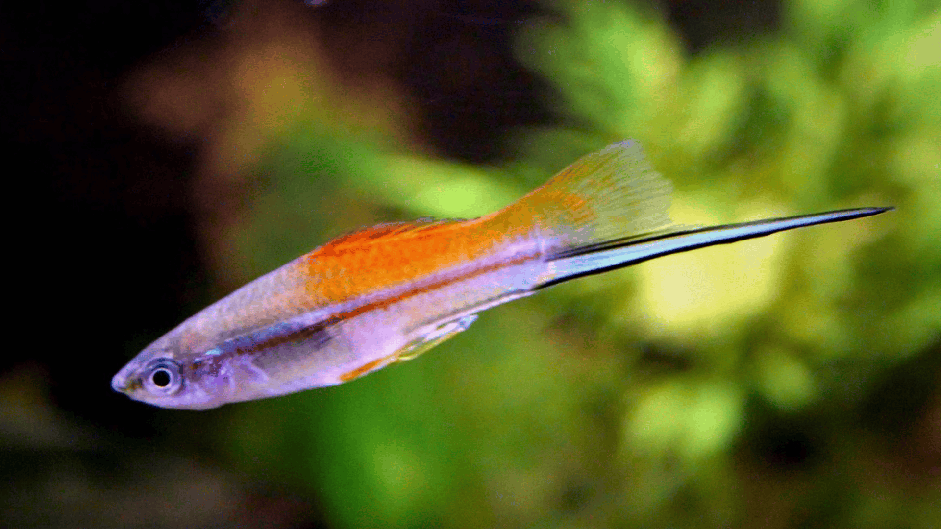 Xiphophorus_spp_Swordtails_and_Platies