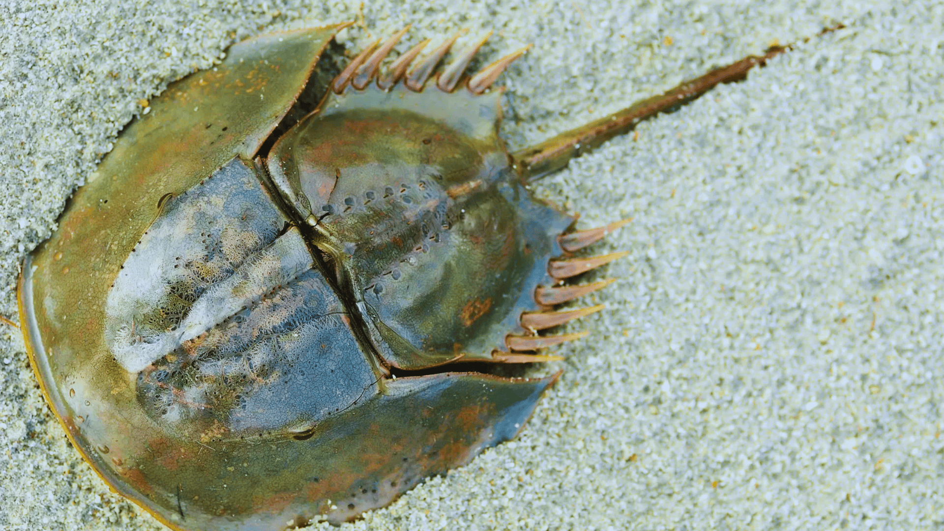 Xiphosura_Horseshoe_Crabs