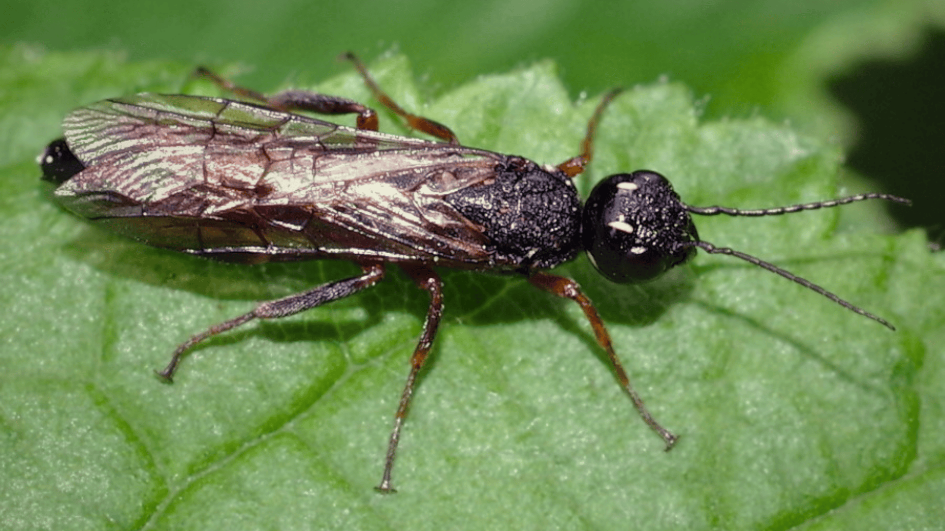 Xiphydria_spp_Wood_Wasps