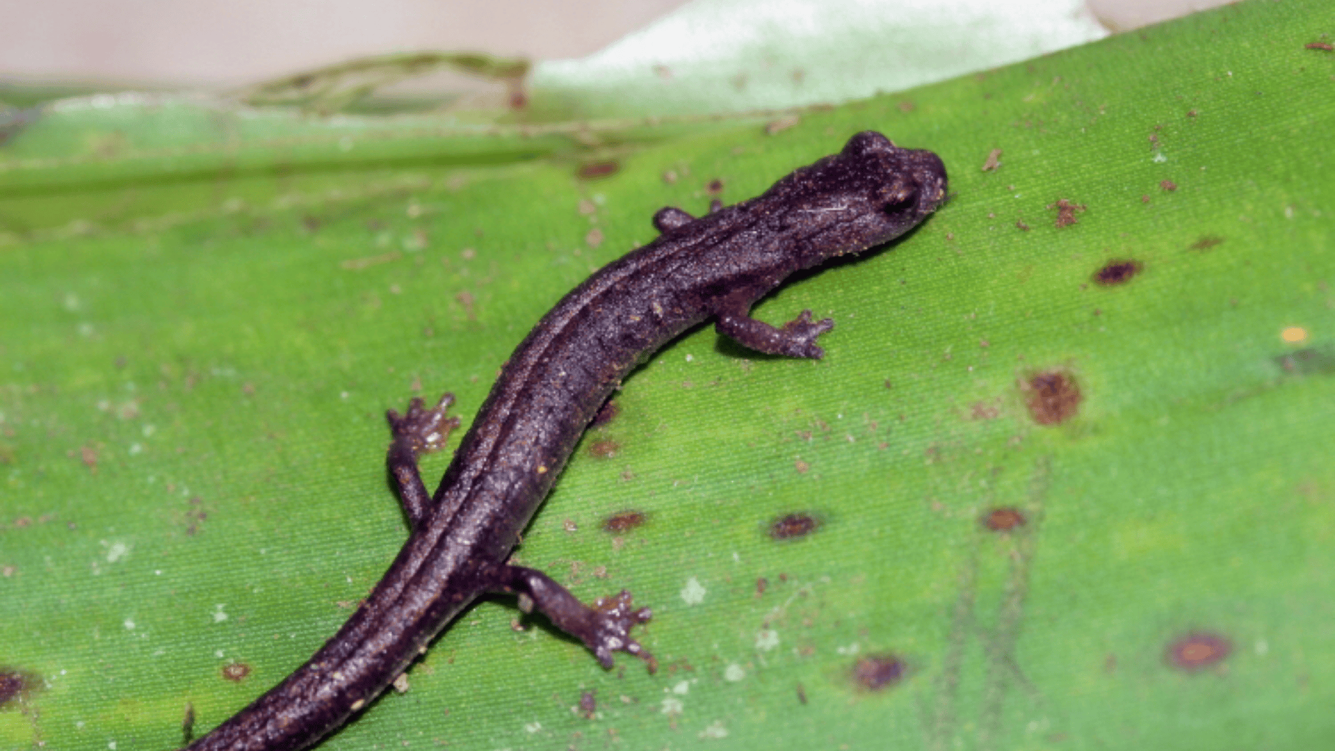 Xolocalca_Bromeliad_Salamander