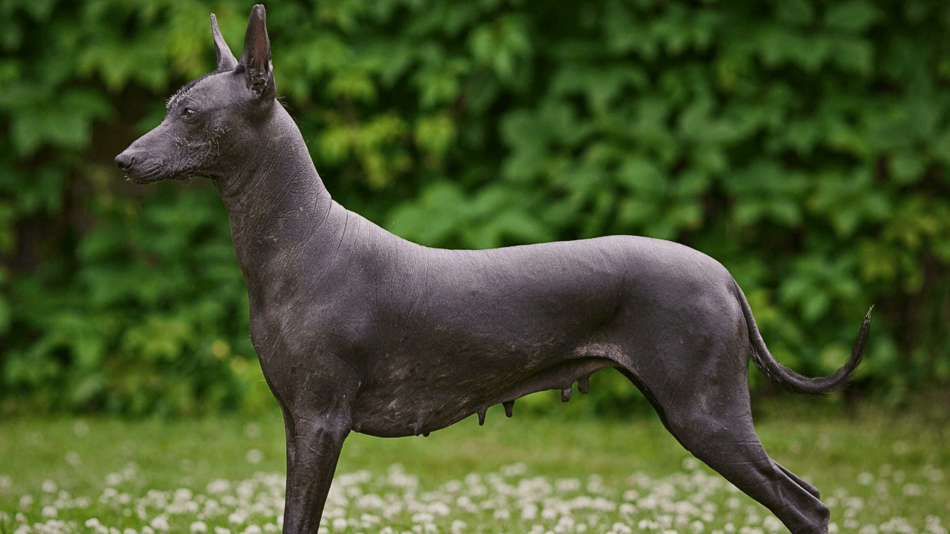 Xoloitzcuintli_Mexican_Hairless_Dog_Canis_Lupus_Familiaris