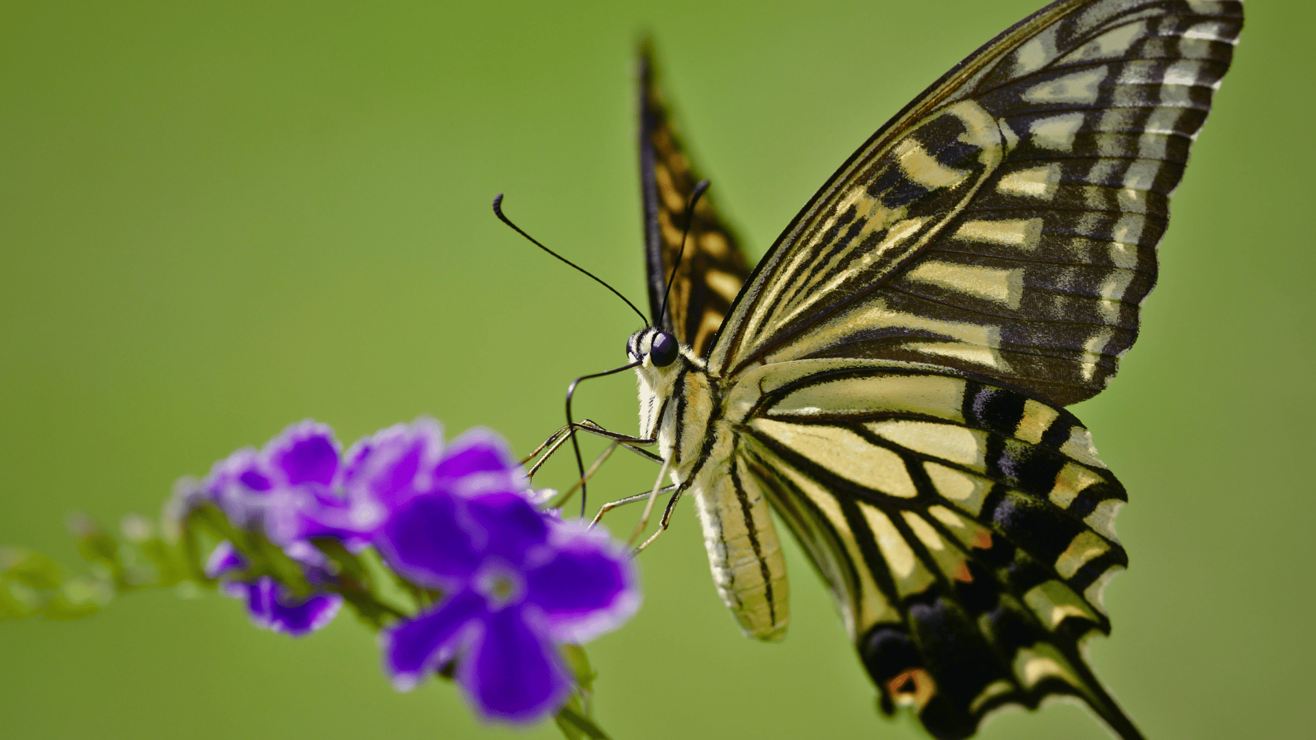 Xuthus_Swallowtail_Papilio_Xuthus