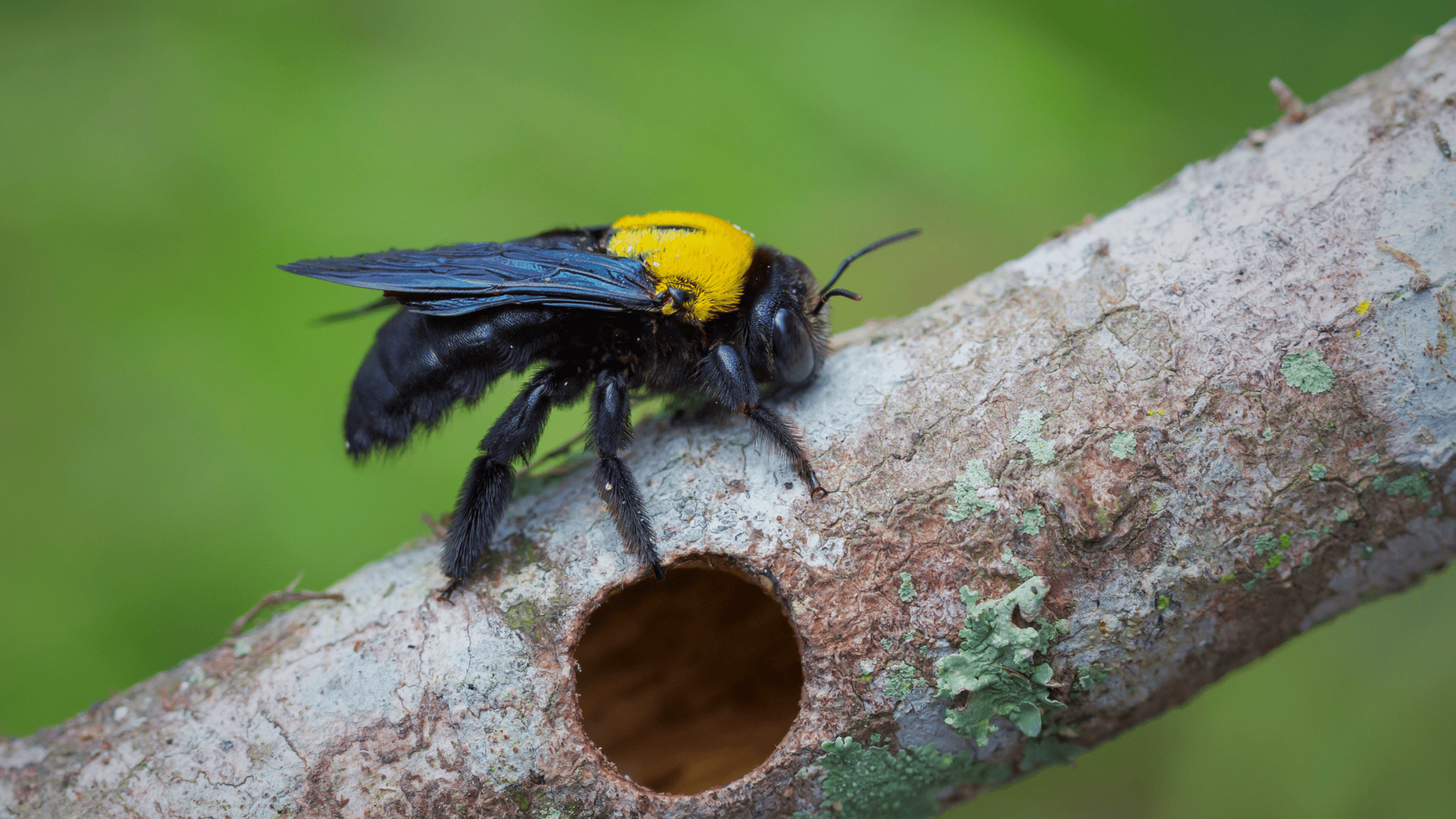 Xylocopa_spp_Carpenter_Bees