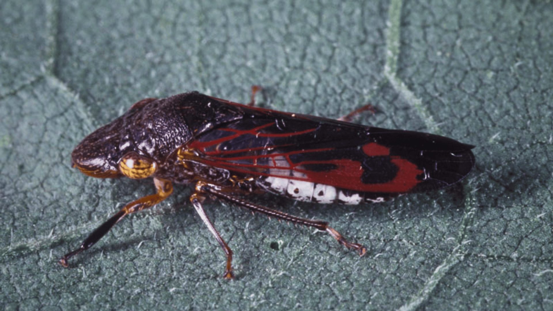 Xylophagous_Leafhopper