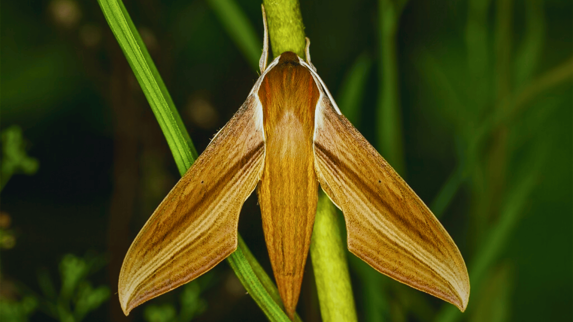 Xylophanes_Tersa_Tersa_Sphinx_Moth