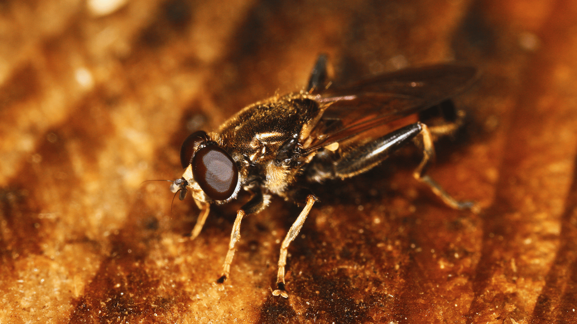 Xylota_Segnis_Woodland_Hoverfly