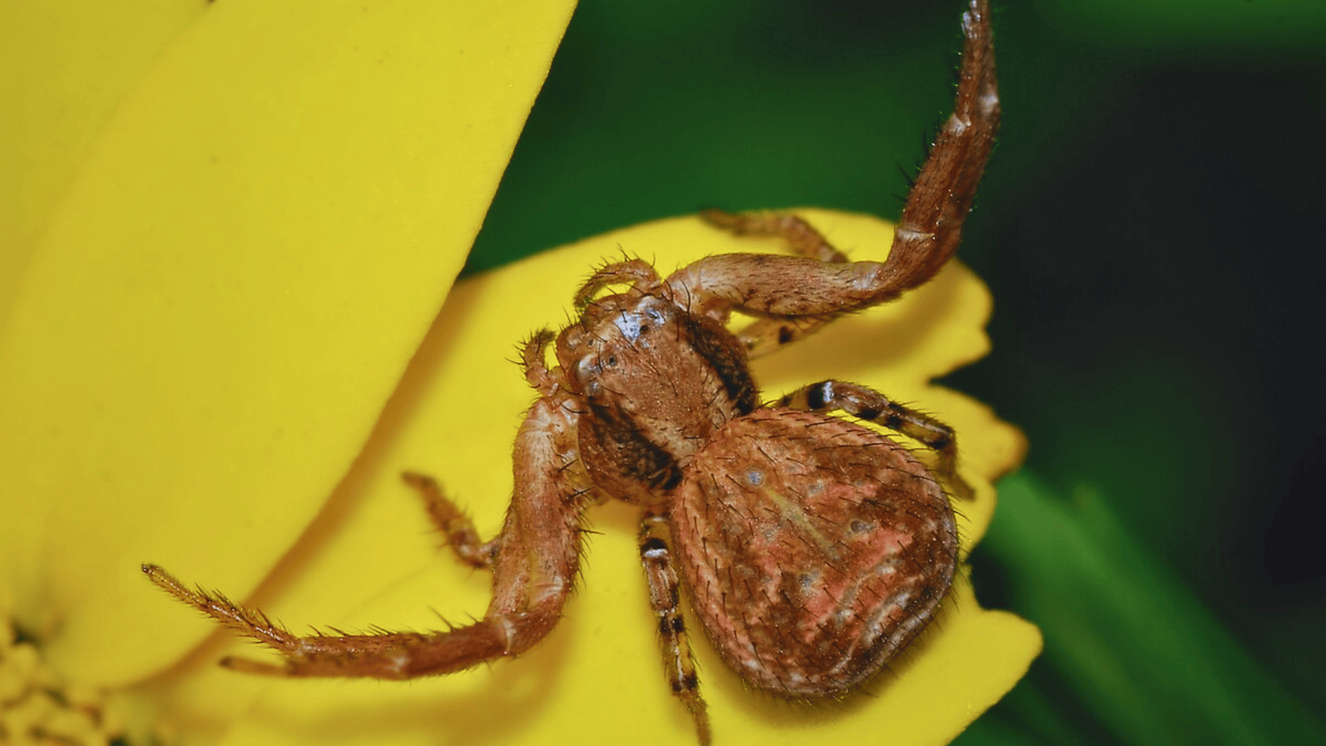 Xysticus_Crab_Spiders