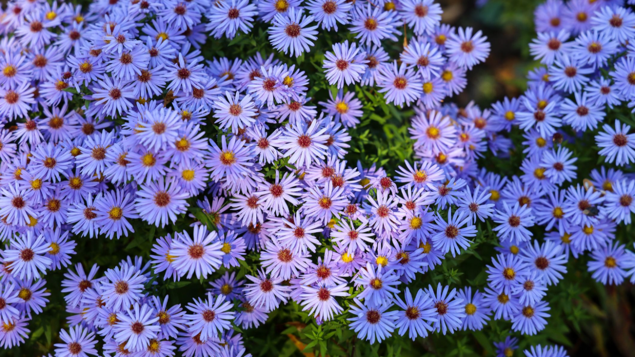 Aster_Symphyotrichum_spp