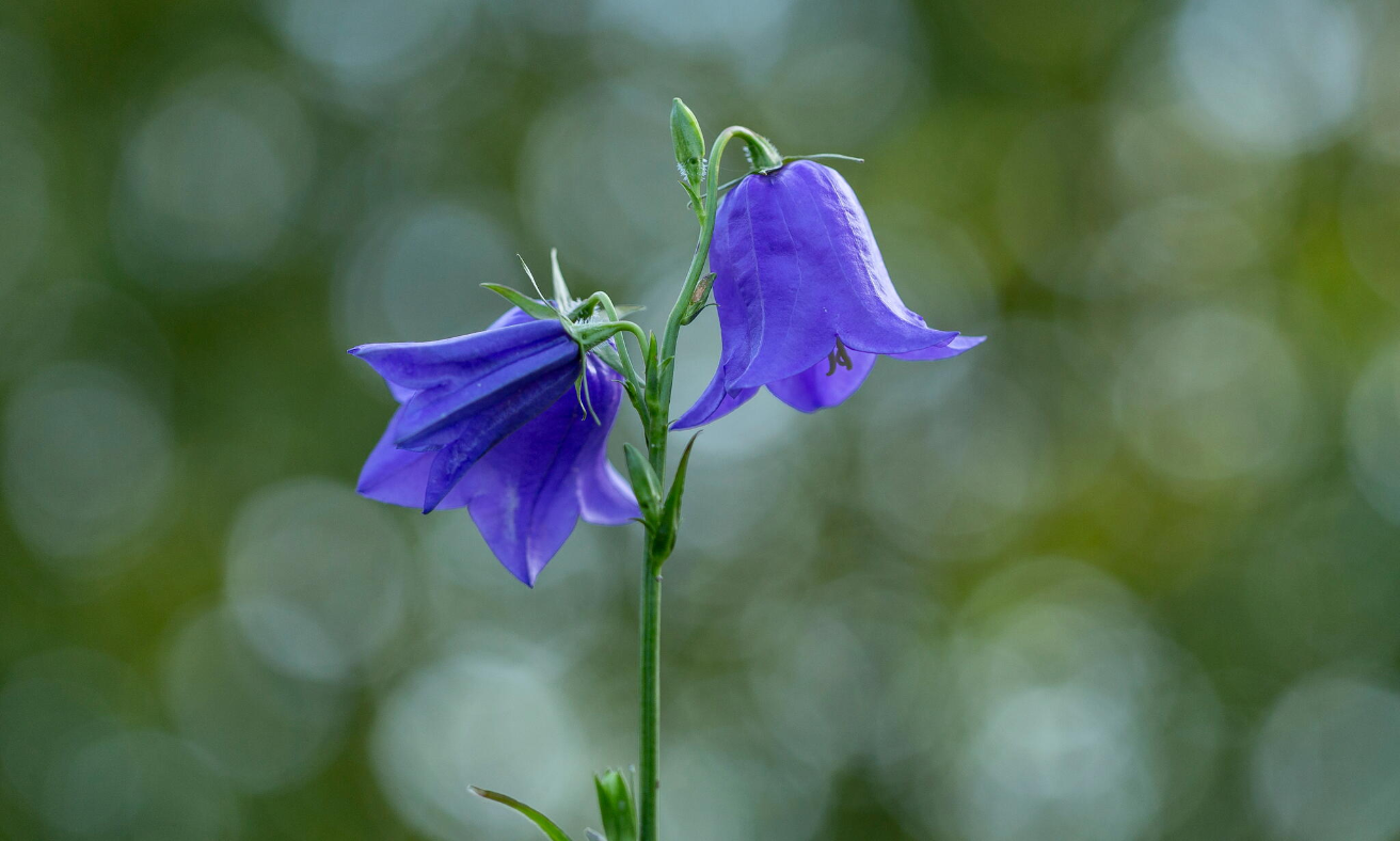 Bellflower_Campanula_spp