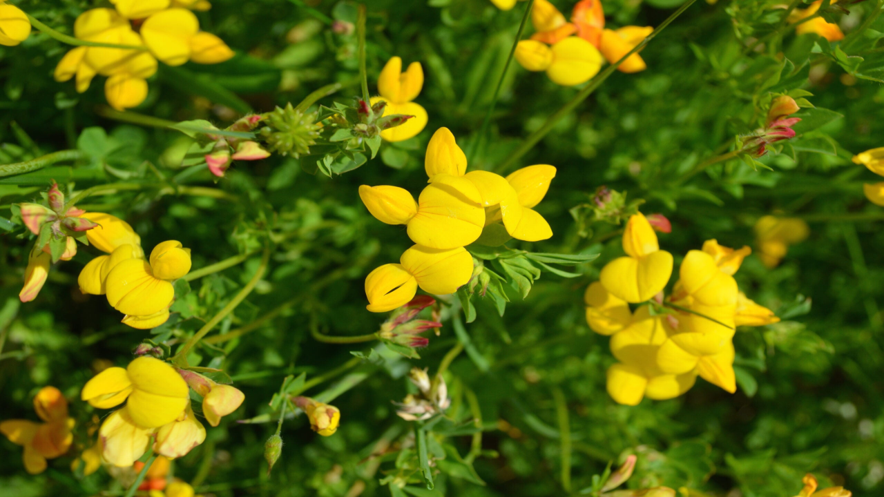 Birds_Foot_Trefoil_Lotus_corniculatus