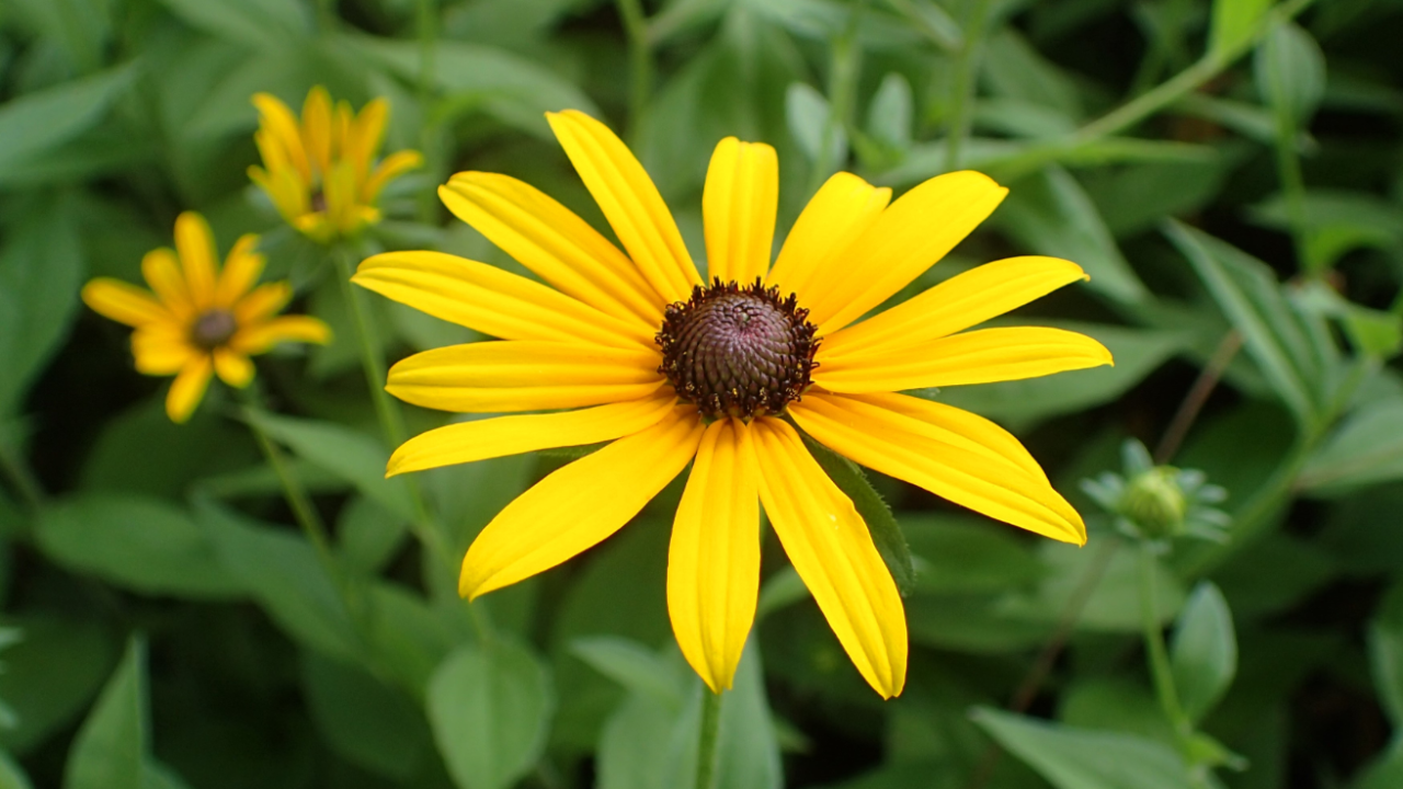 Black-eyed_Susan_Rudbeckia_hirta