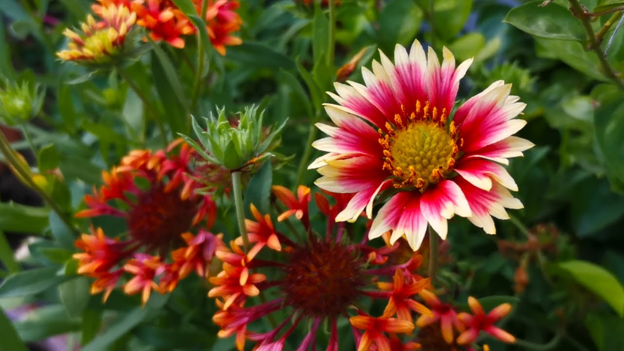 Blanketflower_Gaillardia_spp