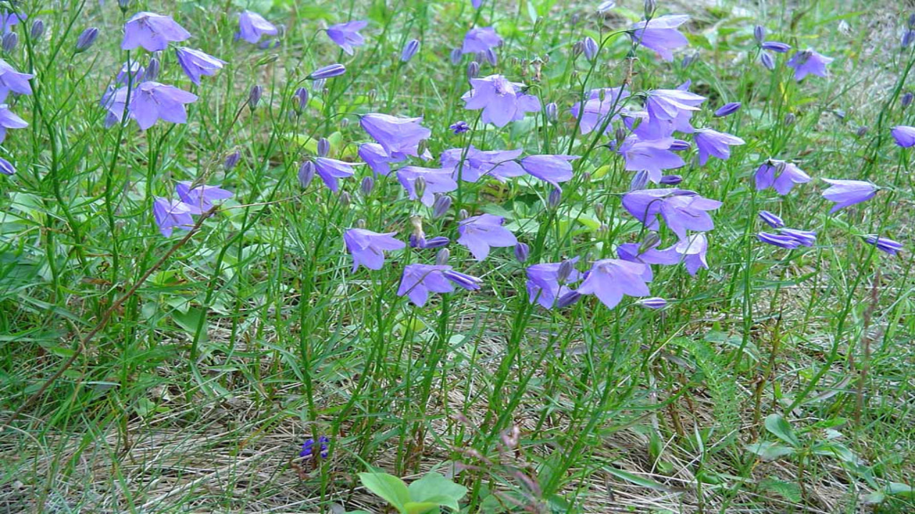 Bluebell_Bellflower_Campanula_rotundifolia