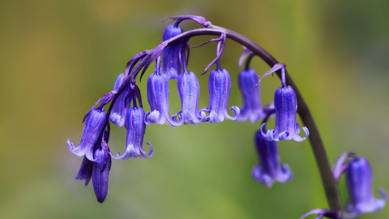 Bluebell_Hyacinthoides_non-scripta