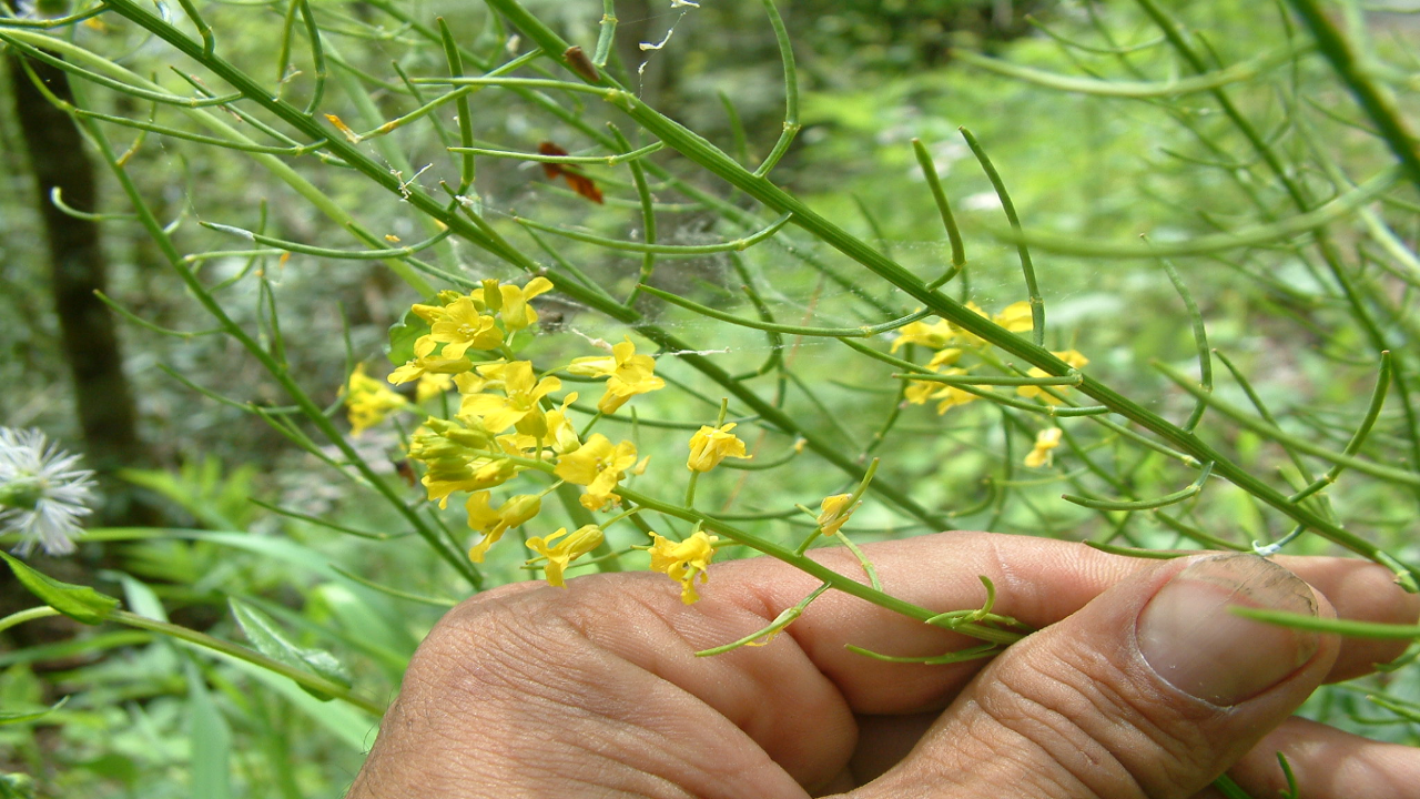 Buttercup_Cress_Barbarea_vulgaris