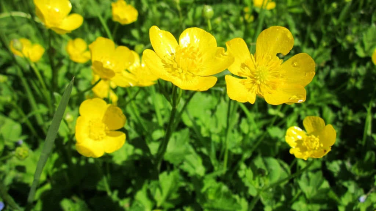 Buttercup_Ranunculus_acris