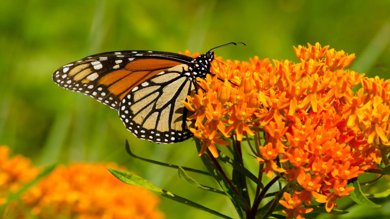 Butterfly_Weed_Asclepias_tuberosa