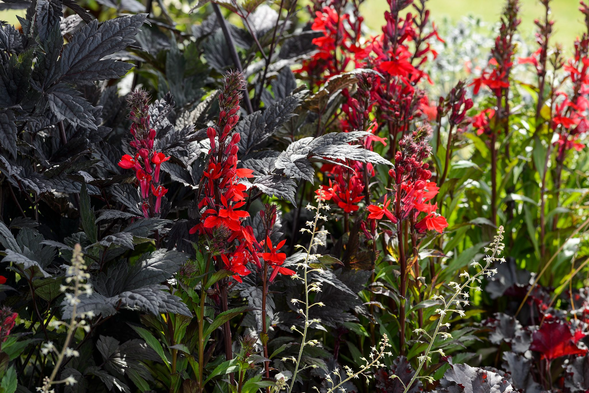 Cardinal_Flower_Lobelia_cardinalis