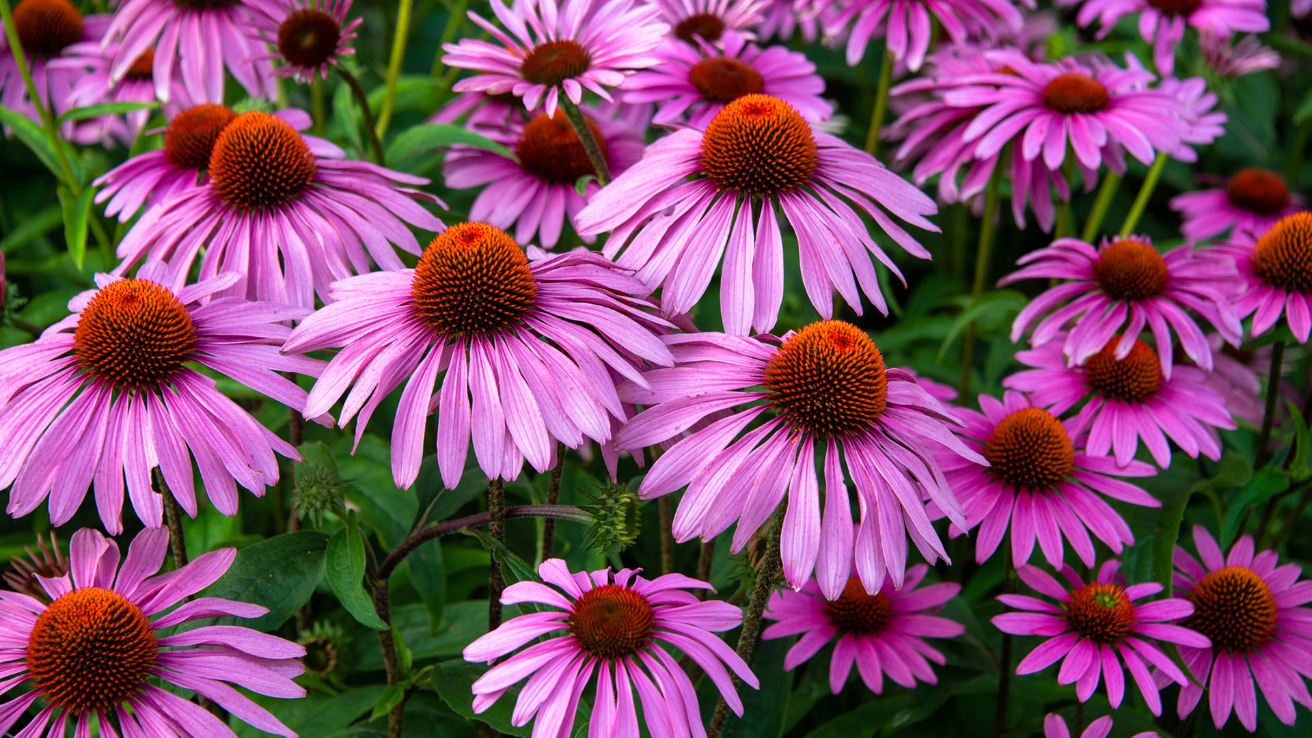 Coneflower_Echinacea_spp