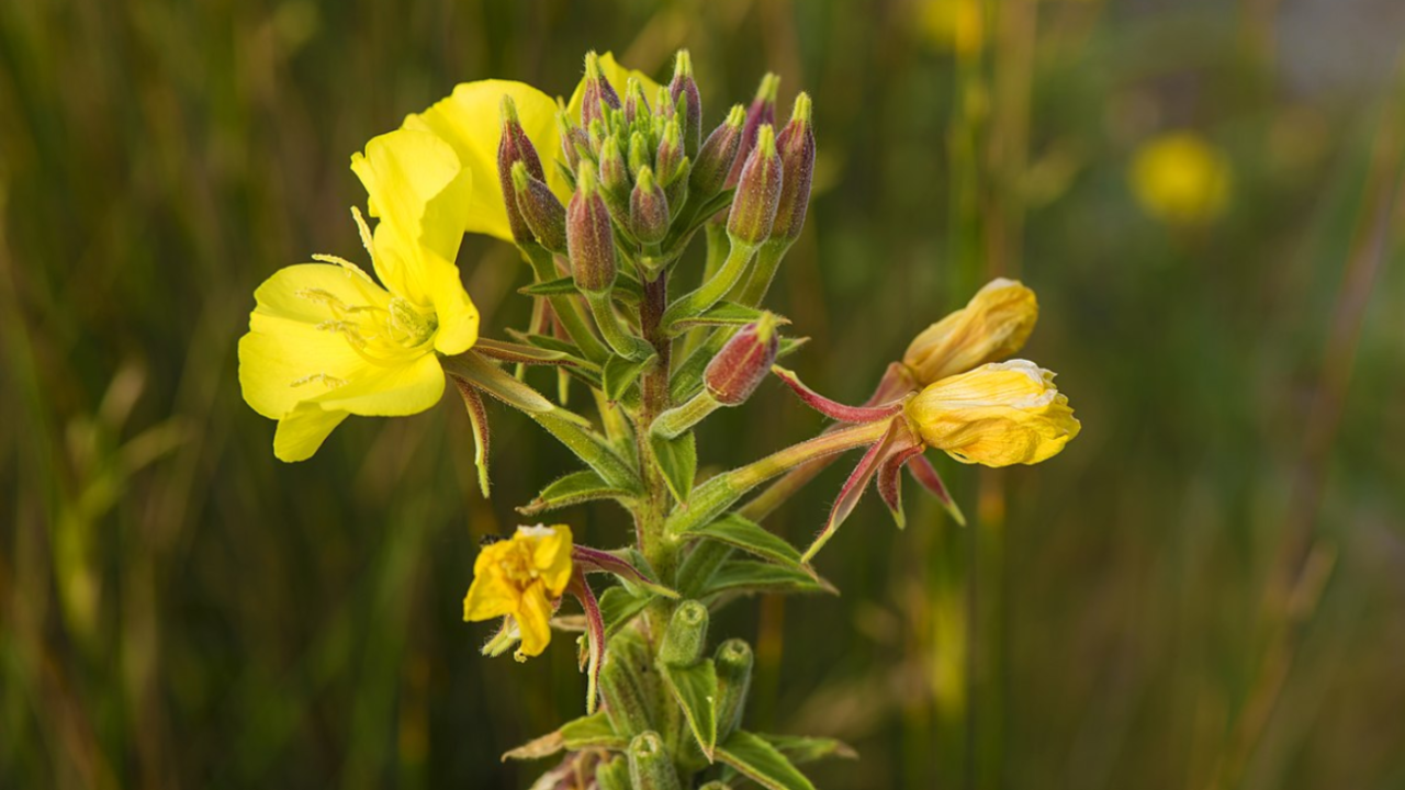 Evening_Primrose_Oenothera_biennis