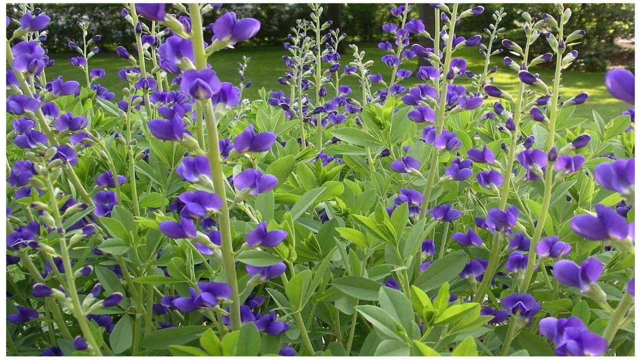 False_Indigo_Baptisia_spp