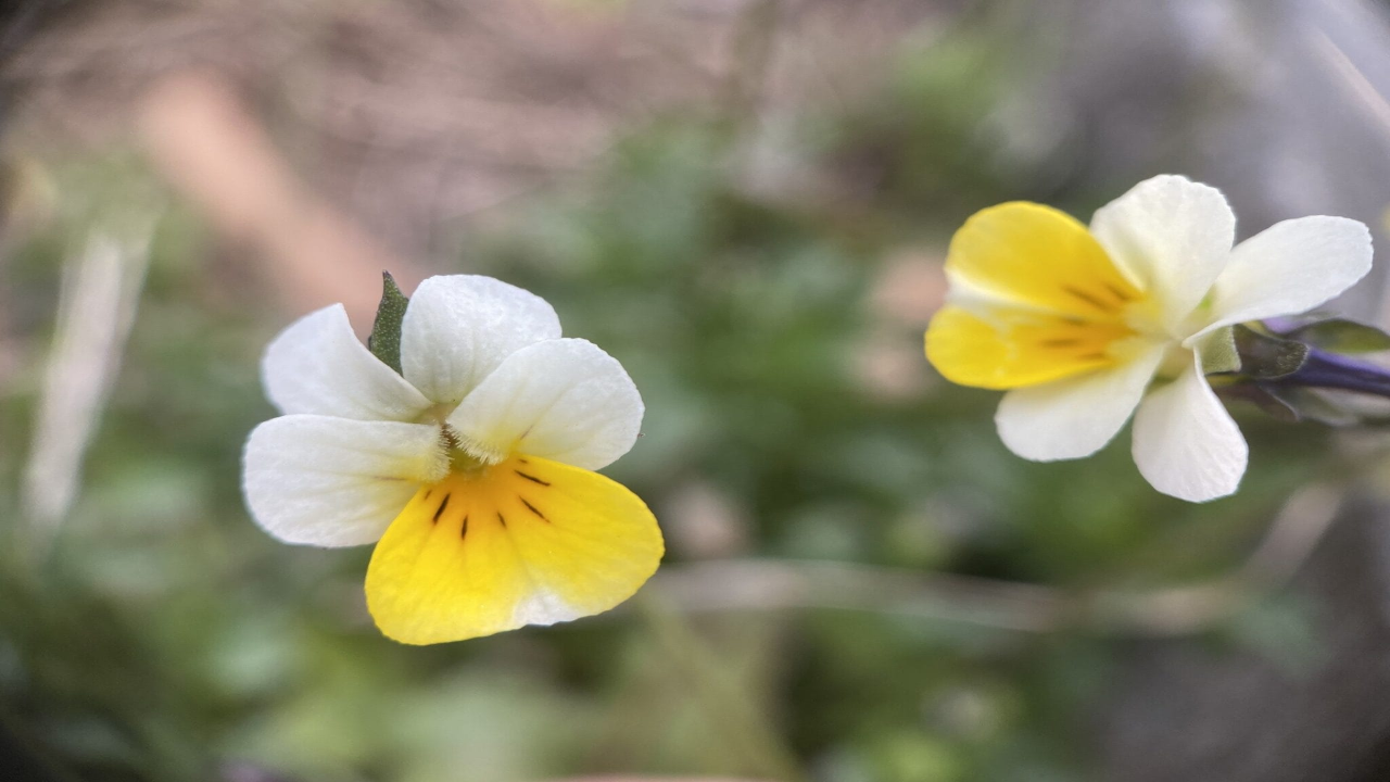 Field_Pansy_Viola_arvensis