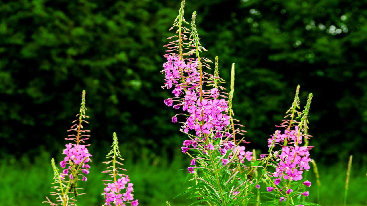 Fireweed_Chamerion_angustifolium