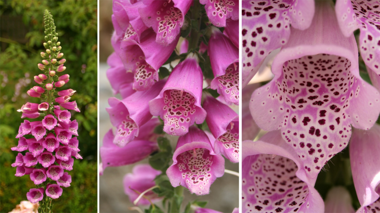 Foxglove_Digitalis_purpurea