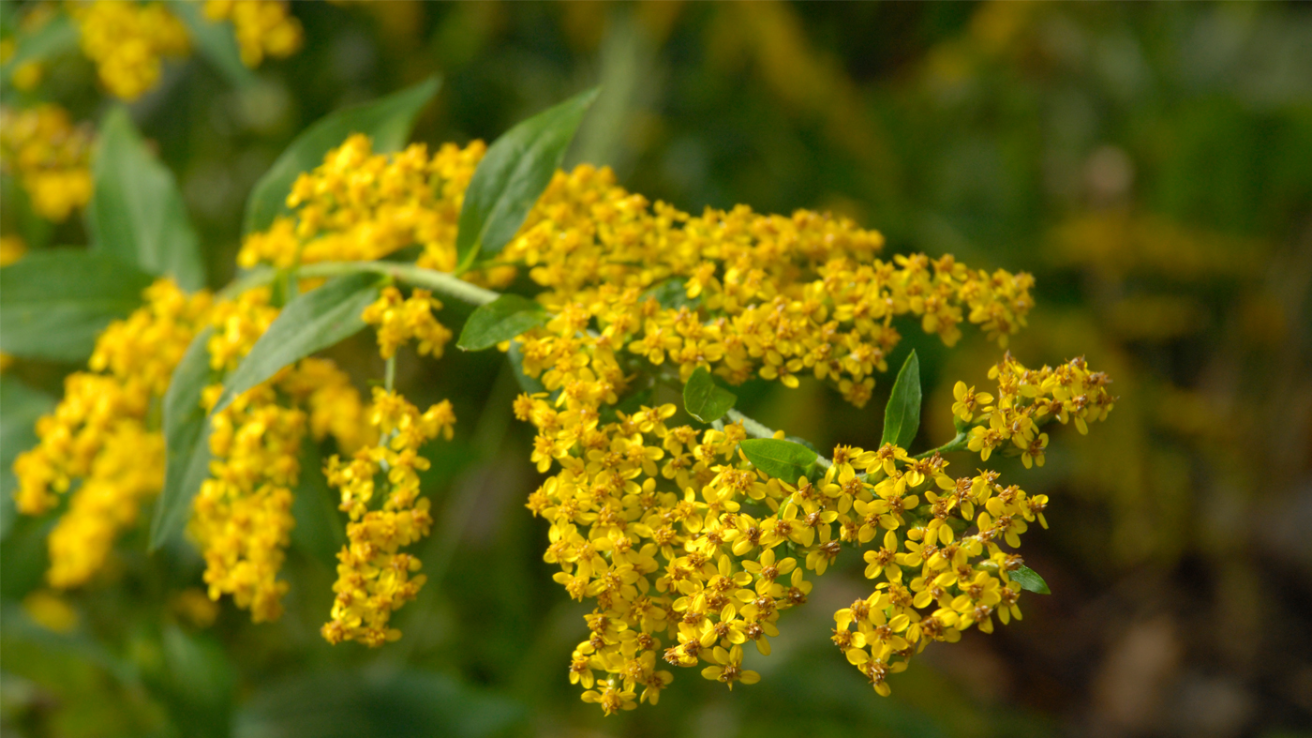 Goldenrod_Solidago_spp